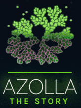 The Azolla Story